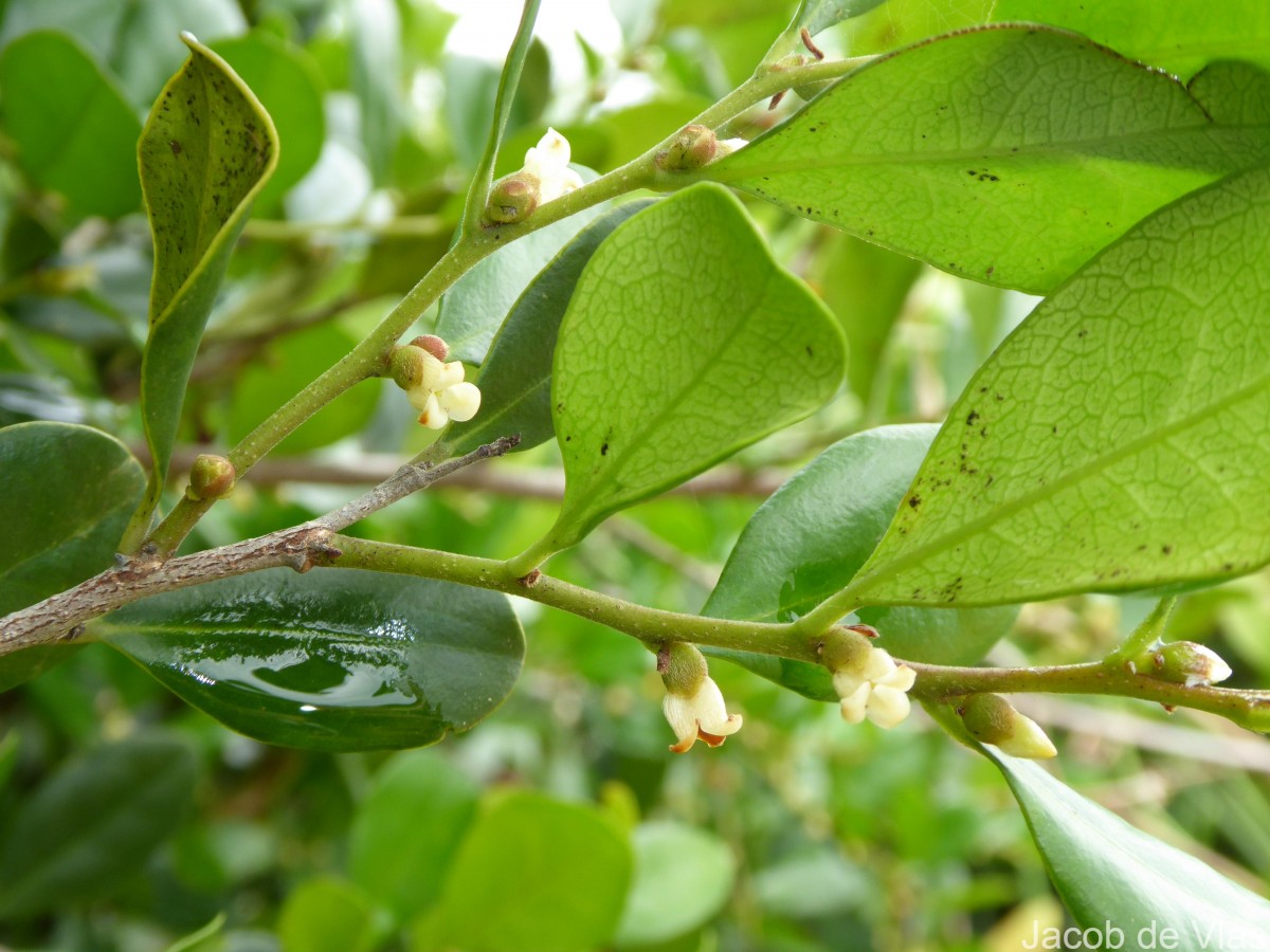 Diospyros ferrea (Willd.) Bakh.